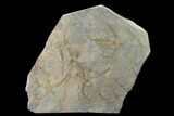 Wide Ordovician Brittle Star (Ophiura) Multiple Plate - Morocco #154154-1